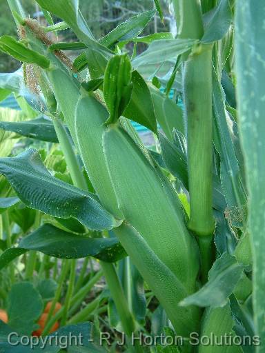 Sweet corn ear 